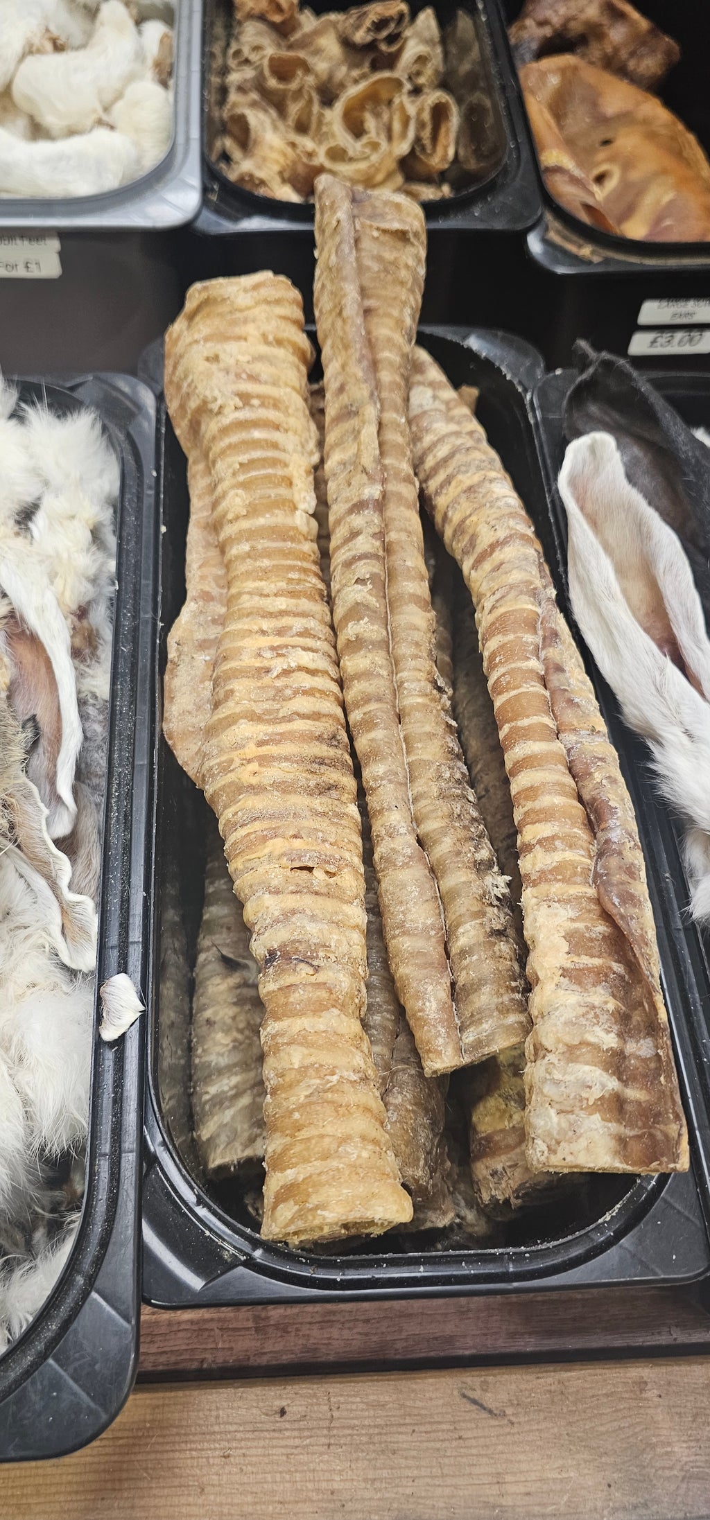 Long Trachea