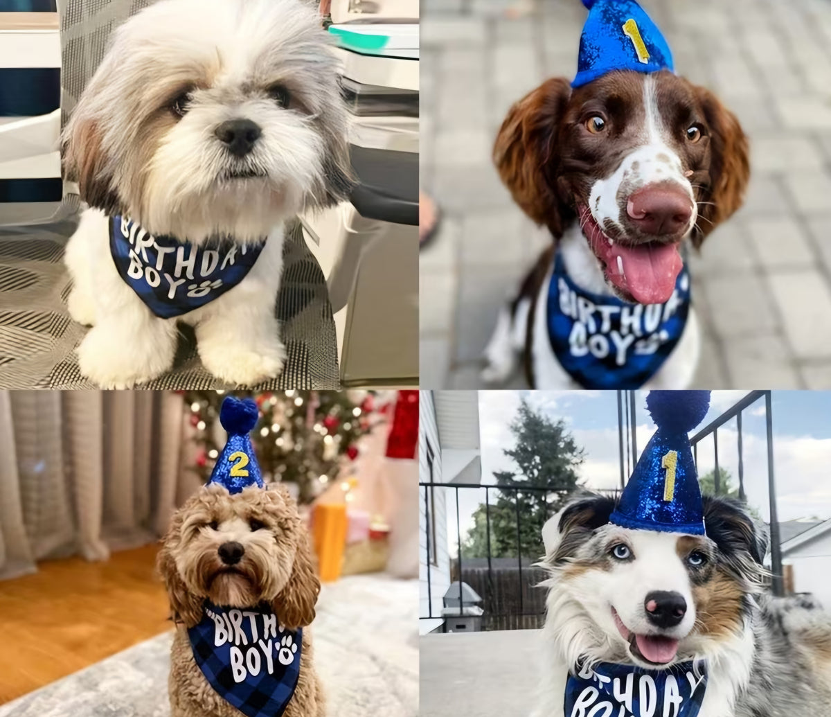 Birthday Pawty Box