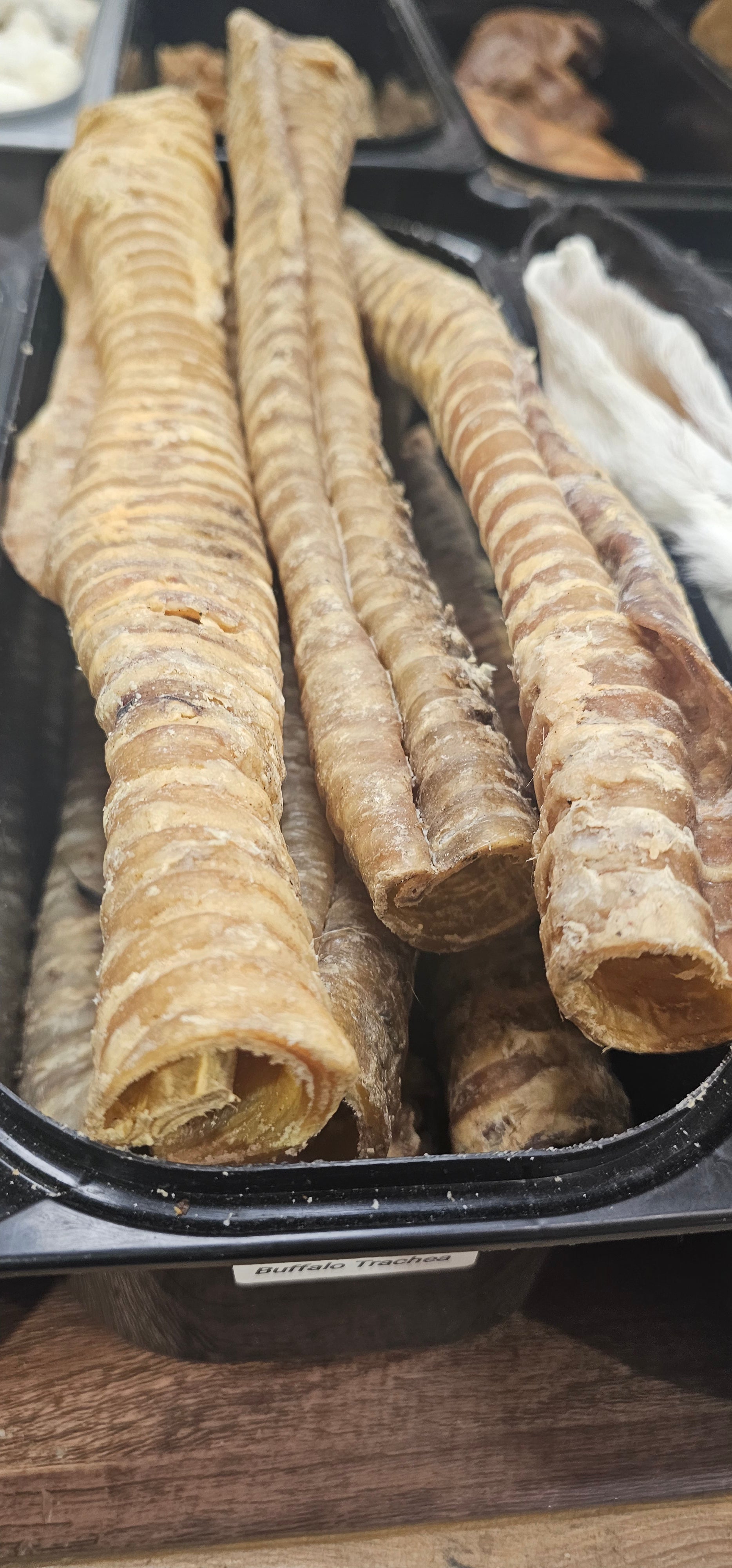 Long Trachea
