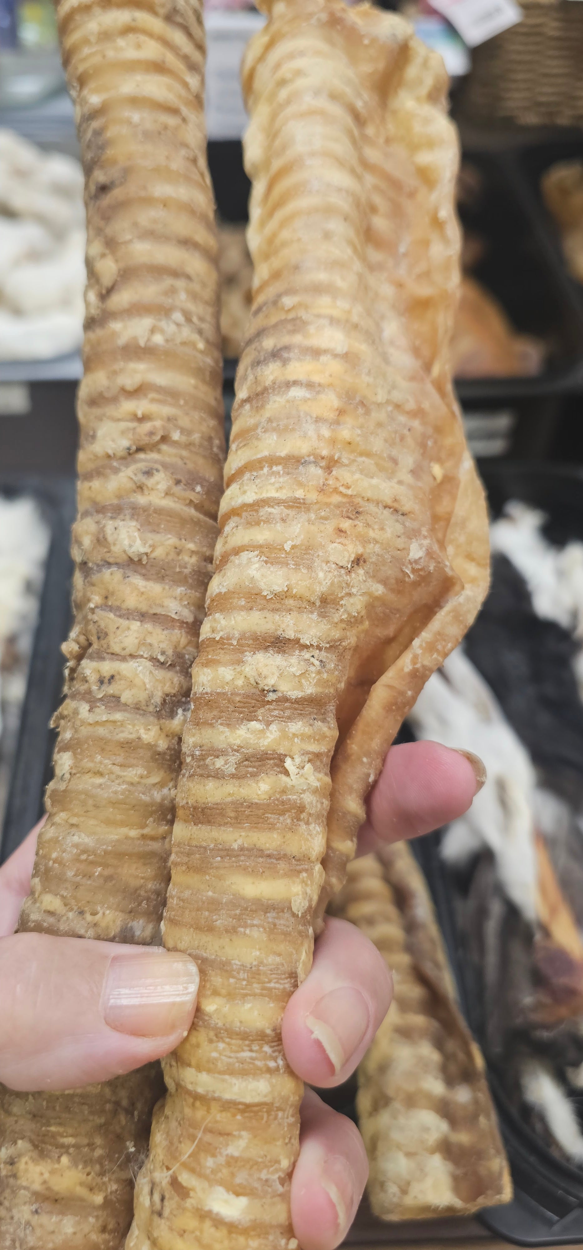 Long Trachea