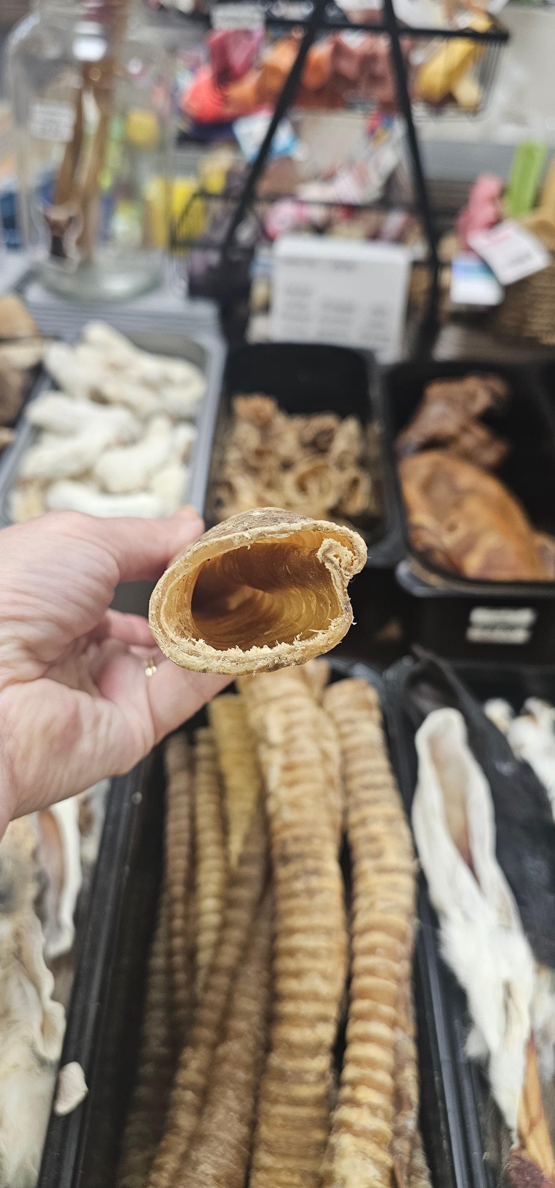 Long Trachea