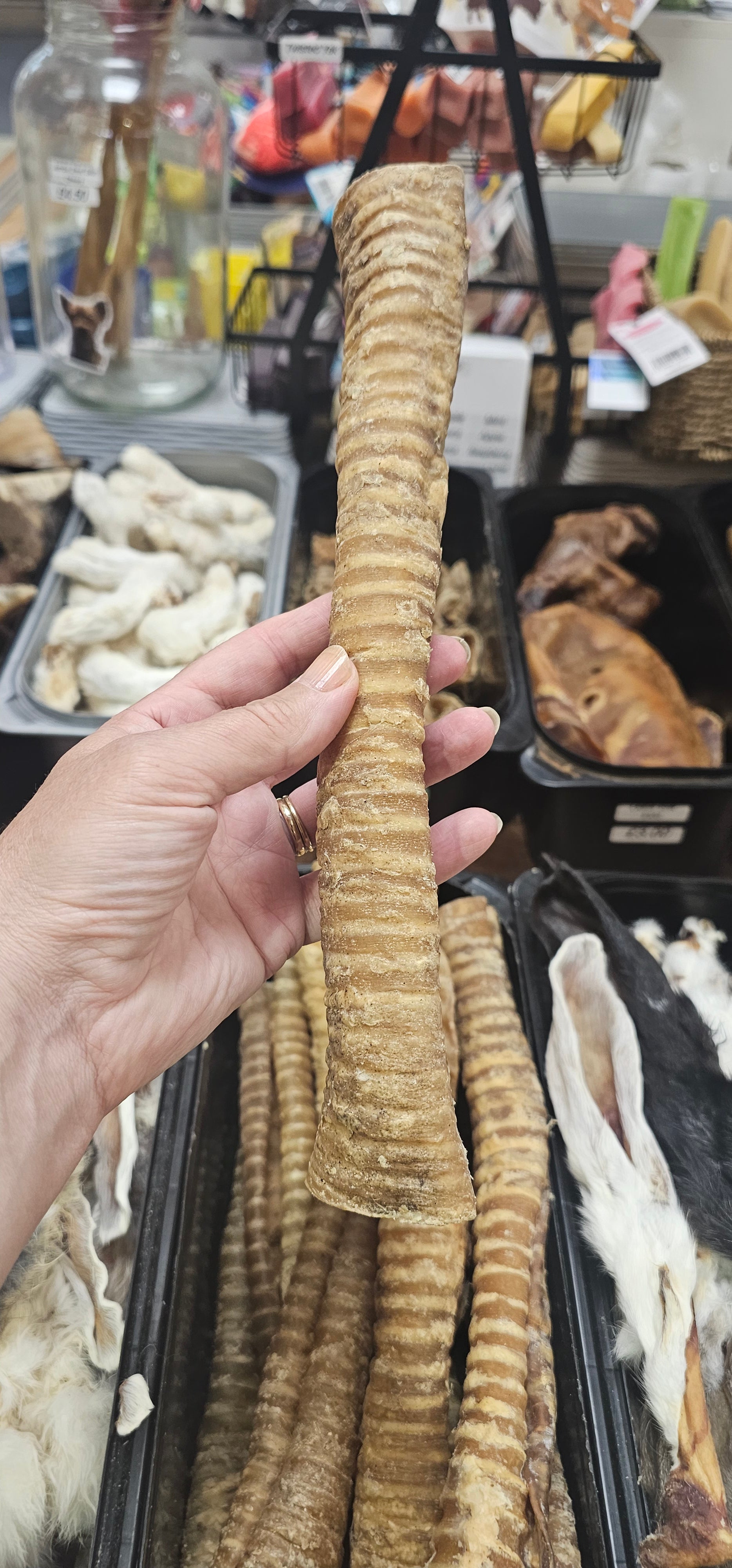 Long Trachea