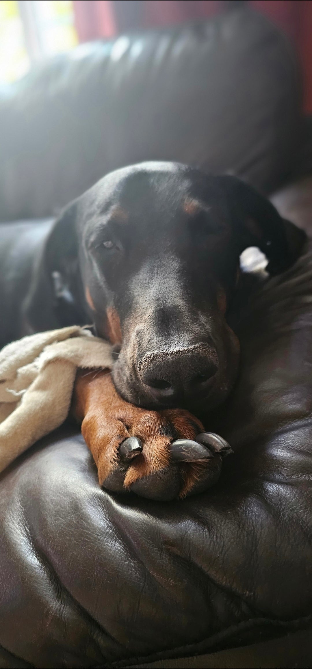 Paw and Nose Balm